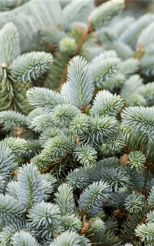 Picea pungens 'Glauca'