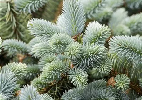 Picea pungens 'Glauca' - Blaue Stechfichte