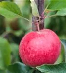 Apfel 'Roter Berlepsch' mittel - Malus 'Roter Berlepsch' CAC