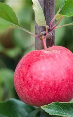 Malus 'Roter Berlepsch' CAC