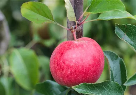 Malus 'Roter Berlepsch' CAC - Apfel 'Roter Berlepsch' mittel