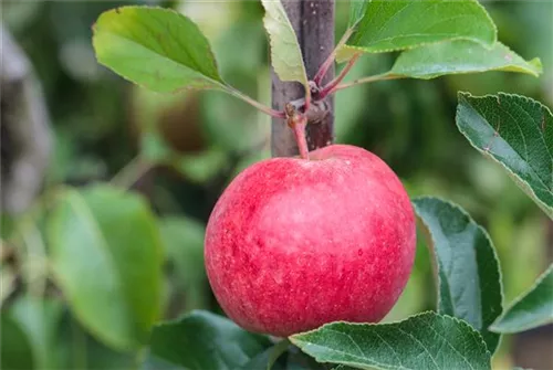 Apfel 'Roter Berlepsch' mittel - Malus 'Roter Berlepsch' CAC