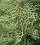 Strauchwacholder 'Grey Owl' - Juniperus virginiana 'Grey Owl'