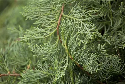 Strauchwacholder 'Grey Owl' - Juniperus virginiana 'Grey Owl'