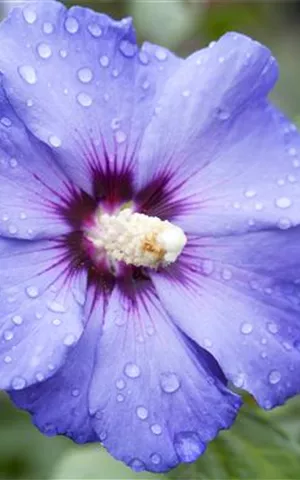 Hibiscus 'Blue Bird'