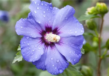 Hibiscus 'Blue Bird' - Garteneibisch 'Blue Bird'