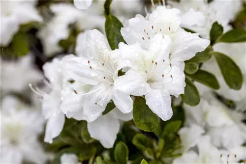 Japanische Azalee 'Diamant Weiß' -R- - Rhododendron obt.'Diamant Weiß' -R- III