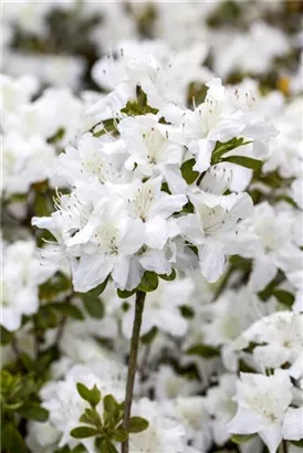 Japanische Azalee 'Diamant Weiß' -R- - Rhododendron obt.'Diamant Weiß' -R- III