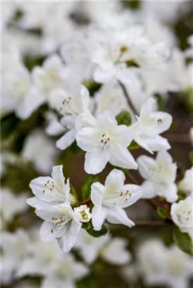 Japanische Azalee 'Diamant Weiß' -R- - Rhododendron obt.'Diamant Weiß' -R- III