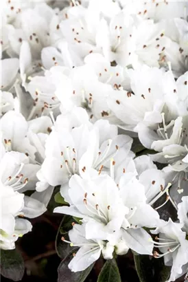 Japanische Azalee 'Diamant Weiß' -R- - Rhododendron obt.'Diamant Weiß' -R- III