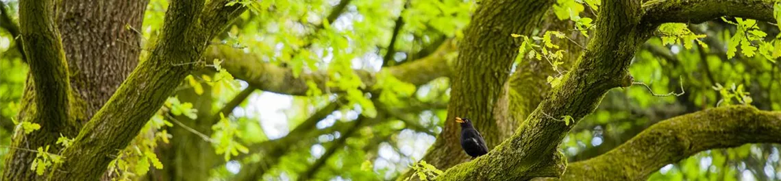 Amsel im Baum