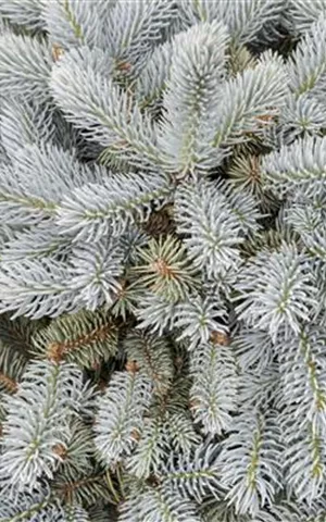 Picea pungens 'Glauca Globosa'