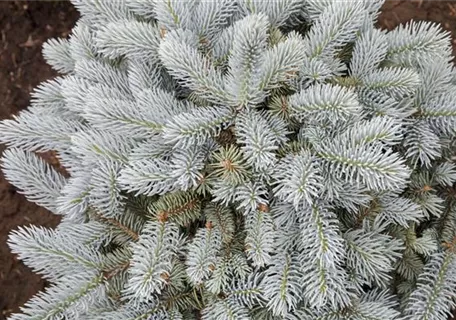 Picea pungens 'Glauca Globosa' - Kleine Blaufichte