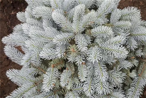 Kleine Blaufichte - Picea pungens 'Glauca Globosa'