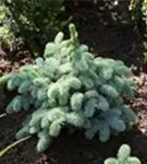 Kleine Blaufichte - Picea pungens 'Glauca Globosa'