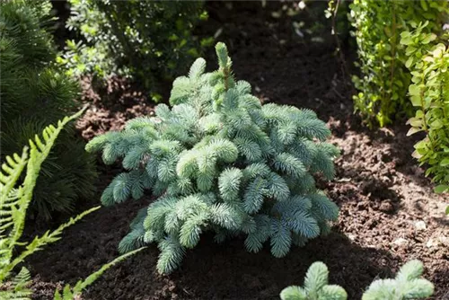 Kleine Blaufichte - Picea pungens 'Glauca Globosa'