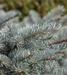 Kleine Blaufichte - Picea pungens 'Glauca Globosa'