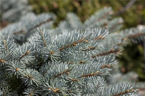 Kleine Blaufichte - Picea pungens 'Glauca Globosa'