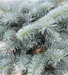 Kleine Blaufichte - Picea pungens 'Glauca Globosa'