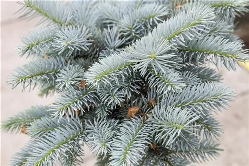 Kleine Blaufichte - Picea pungens 'Glauca Globosa'