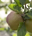 Apfel 'Roter Boskoop' spät - Malus 'Roter Boskoop' CAC - Formgehölze