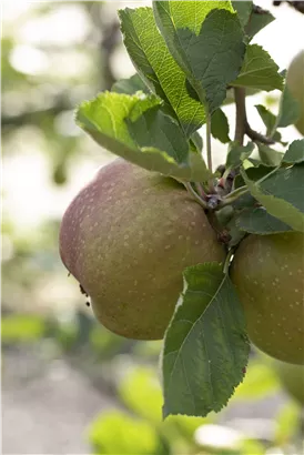 Apfel 'Roter Boskoop' spät - Malus 'Roter Boskoop' CAC - Formgehölze