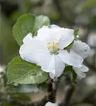 Apfel 'Roter Boskoop' spät - Malus 'Roter Boskoop' CAC - Formgehölze