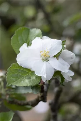 Apfel 'Roter Boskoop' spät - Malus 'Roter Boskoop' CAC - Formgehölze