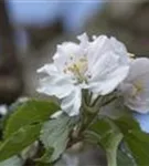 Apfel 'Roter Boskoop' spät - Malus 'Roter Boskoop' CAC - Formgehölze