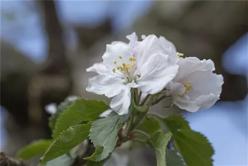 Apfel 'Roter Boskoop' spät - Malus 'Roter Boskoop' CAC - Formgehölze