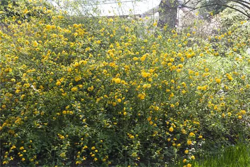 Gemeiner Ranunkelstrauch - Kerria japonica