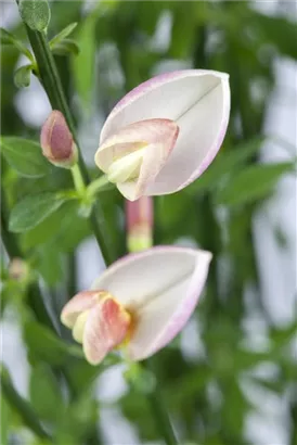 Elfenbeinginster 'Zeelandia' - Cytisus praecox 'Zeelandia' - Wildgehölze