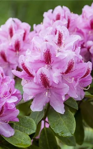 Rhododendron Hybr.'Furnivall's Daughter' III