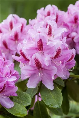 Rhododendron-Hybride 'Furnivall's Daughter' - Rhododendron Hybr.'Furnivall's Daughter' III