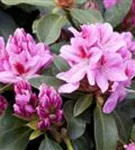 Rhododendron-Hybride 'Furnivall's Daughter' - Rhododendron Hybr.'Furnivall's Daughter' III