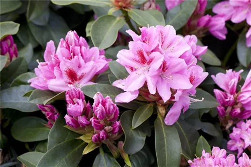 Rhododendron-Hybride 'Furnivall's Daughter' - Rhododendron Hybr.'Furnivall's Daughter' III