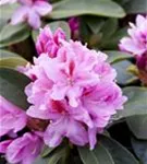 Rhododendron-Hybride 'Furnivall's Daughter' - Rhododendron Hybr.'Furnivall's Daughter' III