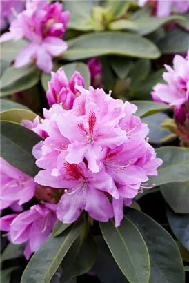 Rhododendron-Hybride 'Furnivall's Daughter' - Rhododendron Hybr.'Furnivall's Daughter' III