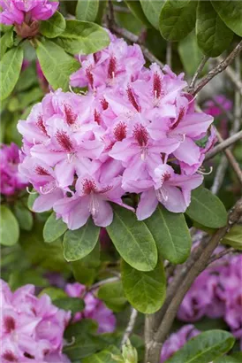 Rhododendron-Hybride 'Furnivall's Daughter' - Rhododendron Hybr.'Furnivall's Daughter' III