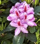 Rhododendron-Hybride 'Furnivall's Daughter' - Rhododendron Hybr.'Furnivall's Daughter' III