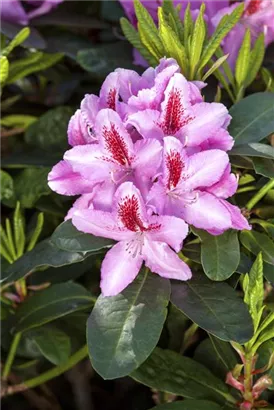 Rhododendron-Hybride 'Furnivall's Daughter' - Rhododendron Hybr.'Furnivall's Daughter' III