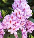 Rhododendron-Hybride 'Furnivall's Daughter' - Rhododendron Hybr.'Furnivall's Daughter' III