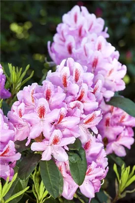 Rhododendron-Hybride 'Furnivall's Daughter' - Rhododendron Hybr.'Furnivall's Daughter' III