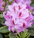 Rhododendron-Hybride 'Furnivall's Daughter' - Rhododendron Hybr.'Furnivall's Daughter' III