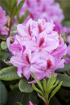 Rhododendron-Hybride 'Furnivall's Daughter' - Rhododendron Hybr.'Furnivall's Daughter' III