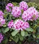 Rhododendron-Hybride 'Furnivall's Daughter' - Rhododendron Hybr.'Furnivall's Daughter' III