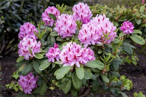 Rhododendron-Hybride 'Furnivall's Daughter' - Rhododendron Hybr.'Furnivall's Daughter' III