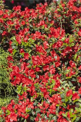 Japanische Azalee 'Fridoline' - Rhododendron obt.'Fridoline' III