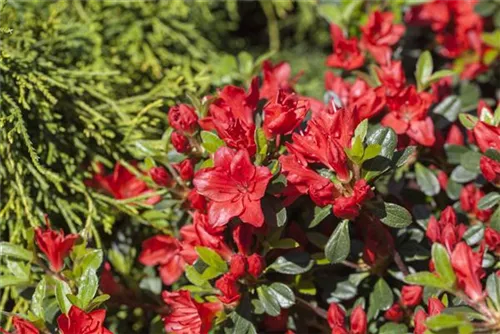 Japanische Azalee 'Fridoline' - Rhododendron obt.'Fridoline' III