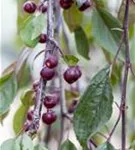 Zierapfel 'Royal Beauty' - Malus 'Royal Beauty' CAC - Formgehölze